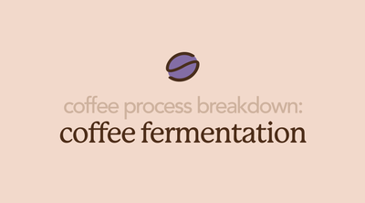 Coffee Fermentation | Enhancing Flavor with Intentional Fermentation