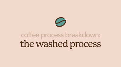 Washed Processed Coffee | The Most Popular Processing Method