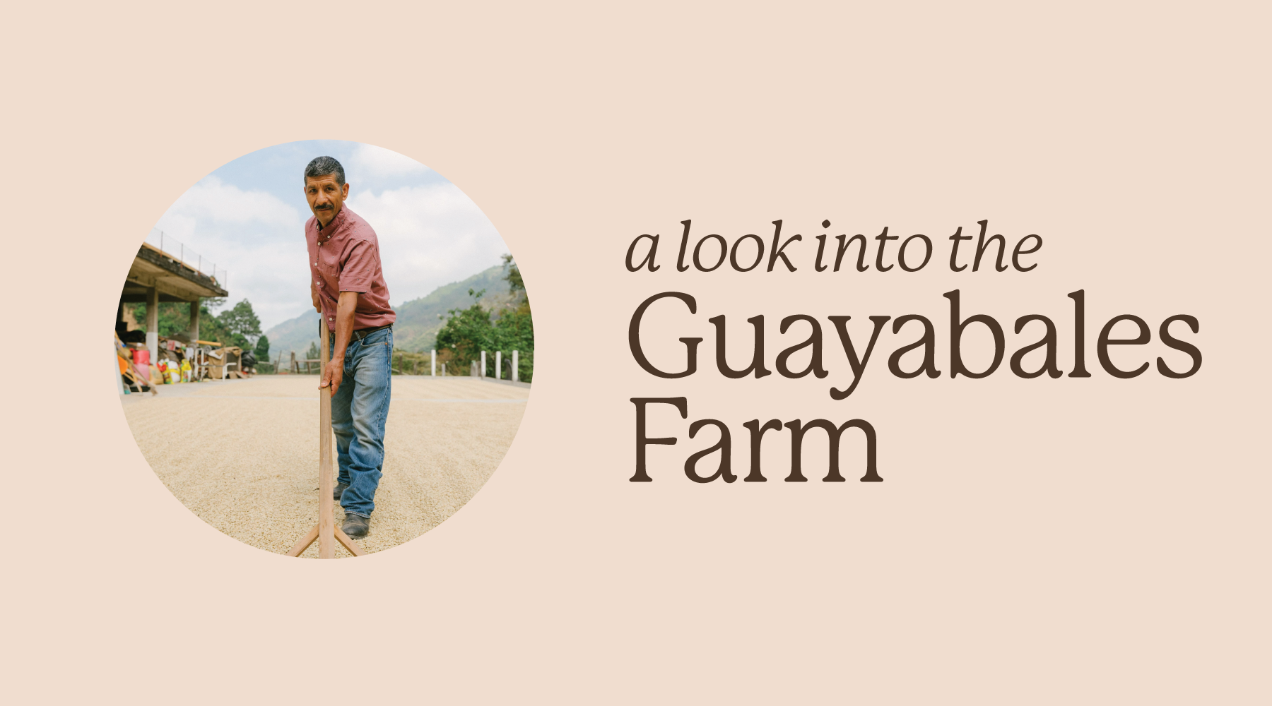 Guatemalan man raking coffee with text "a look into the Guayabales Farm"