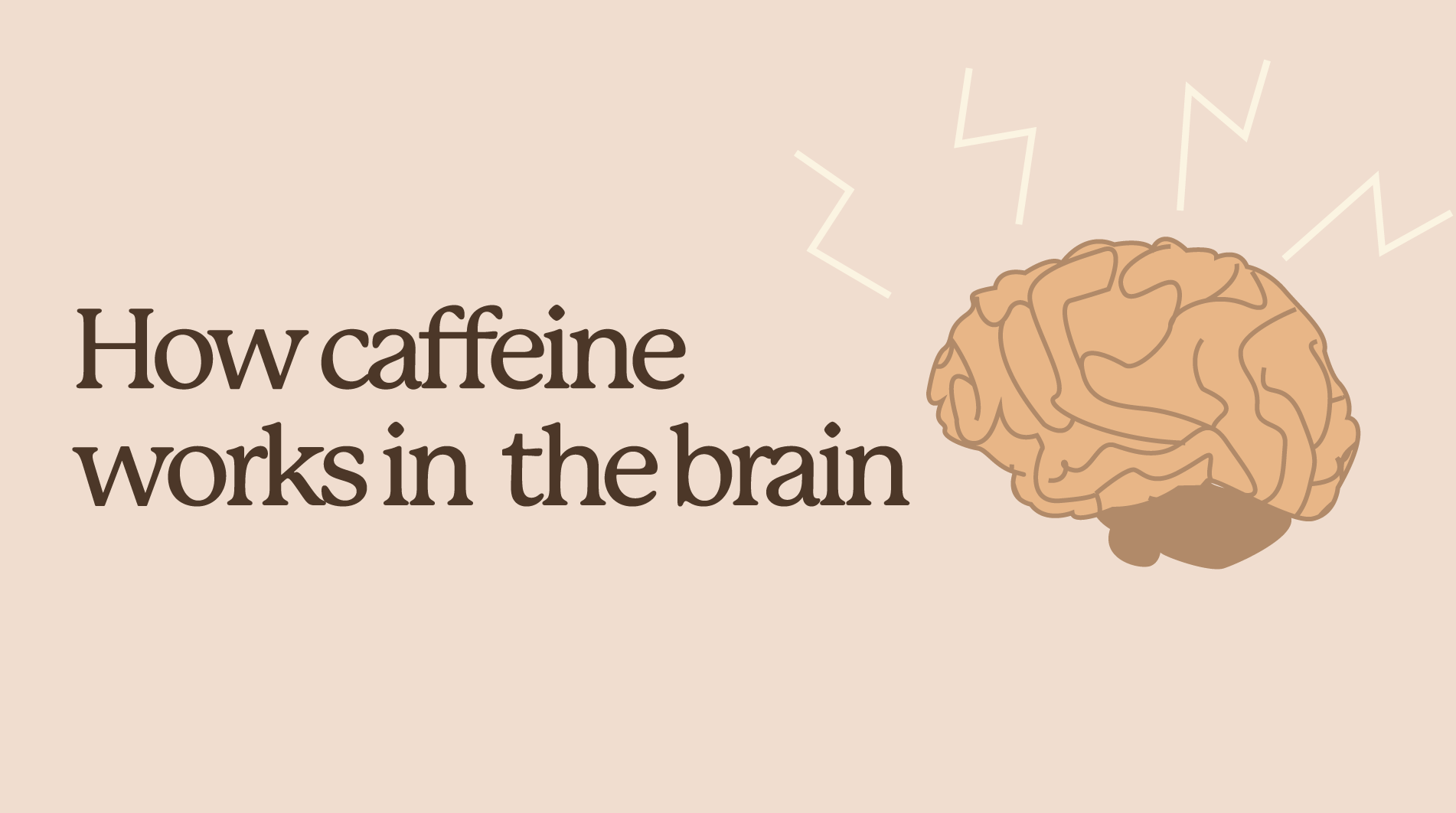 How Caffeine Affects the Brain