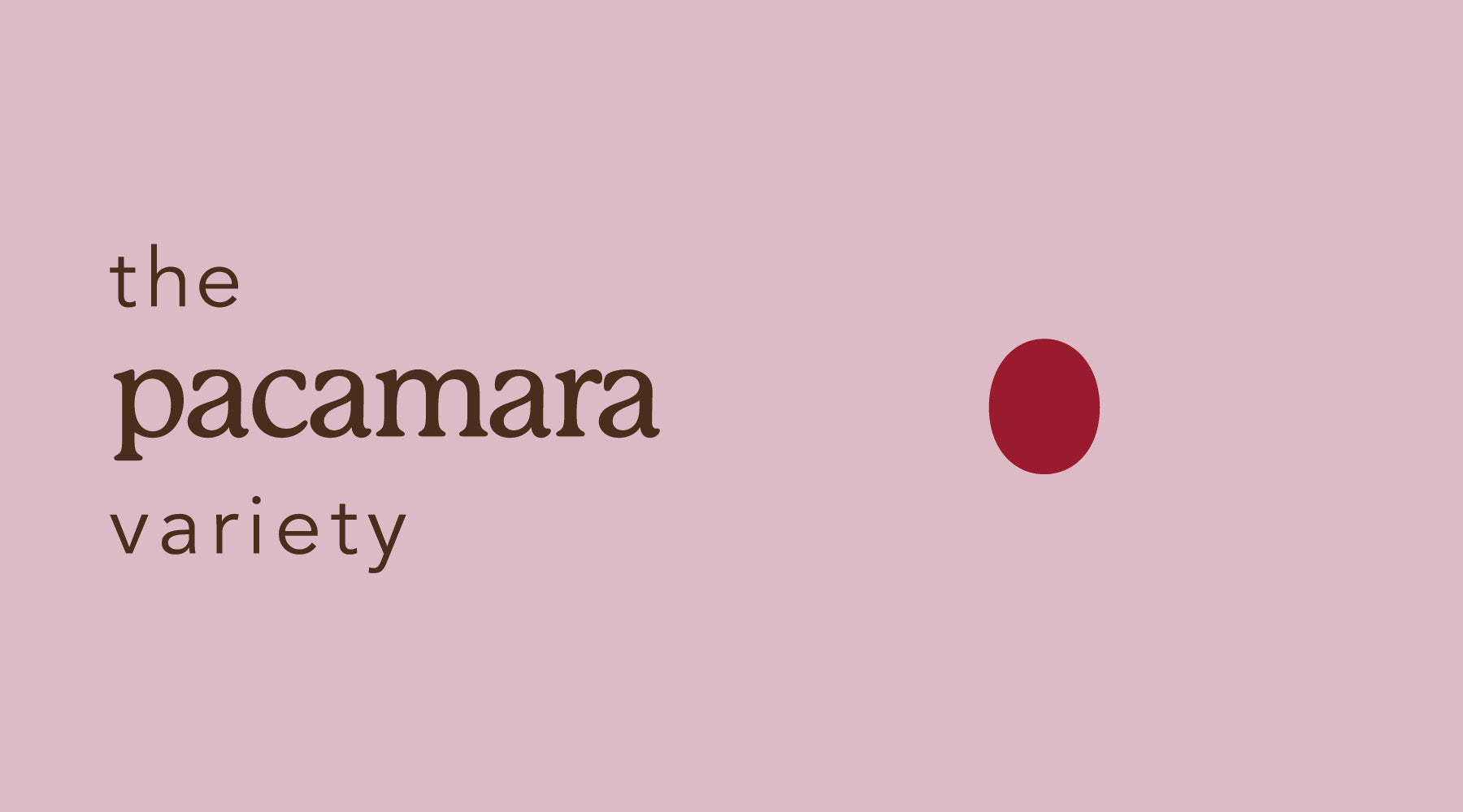 Pacamara | A Variety Breakdown