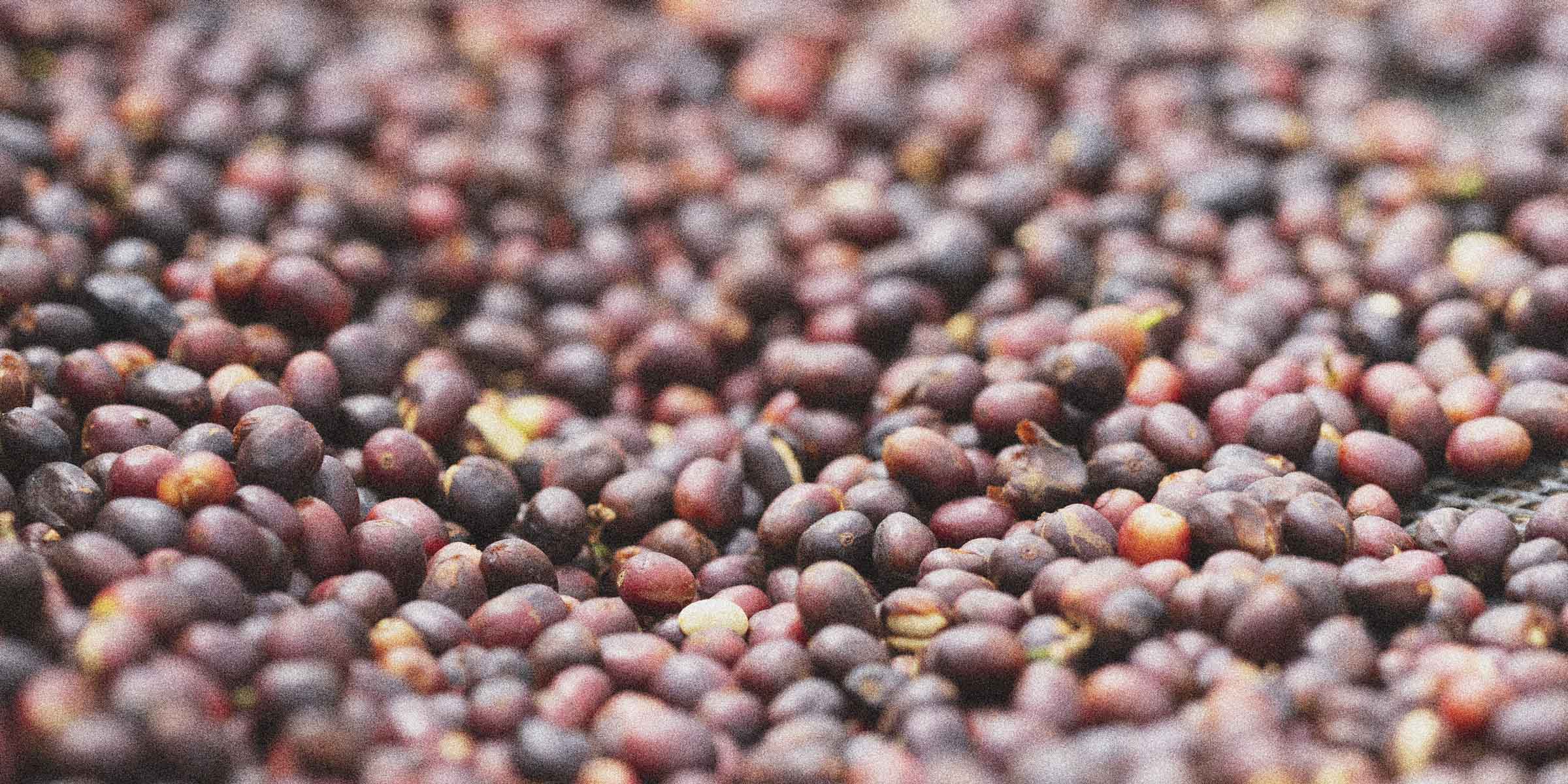 Natural / Dry Process Coffees