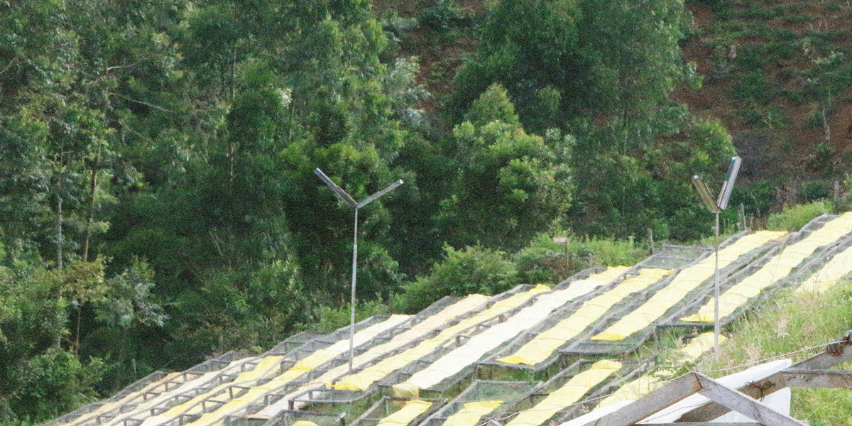 The Rungeto Farmers Coop