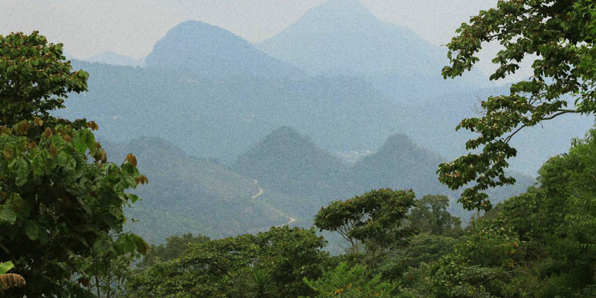 The Chiapas Mountain Water Decaf