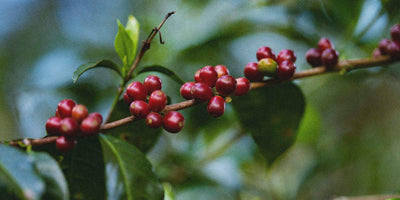Ripe specialty coffee cherries on an arabica tree