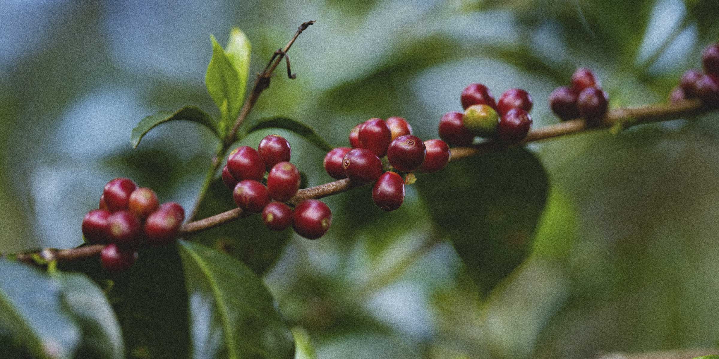 Ripe specialty coffee cherries on an arabica tree