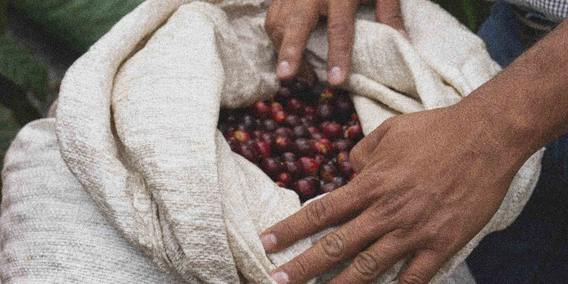 Coffee farmer reaching into a bag of freshly picked specialty coffee cherries