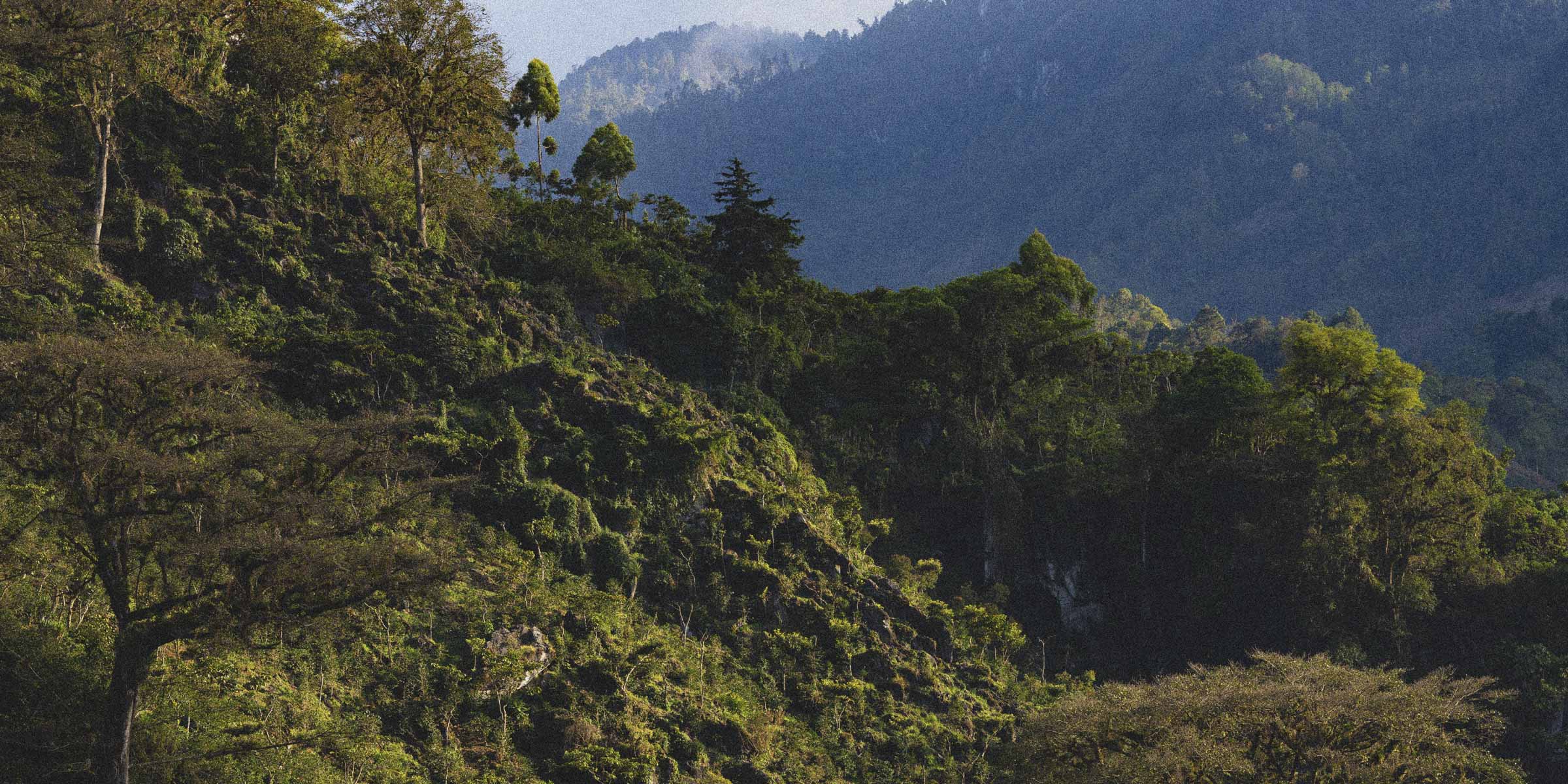 Coffee farm with mountains in the background