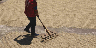 Person raking washed coffee on a drying bed