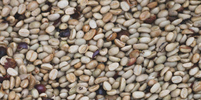 Close up of raw washed specialty coffee beans