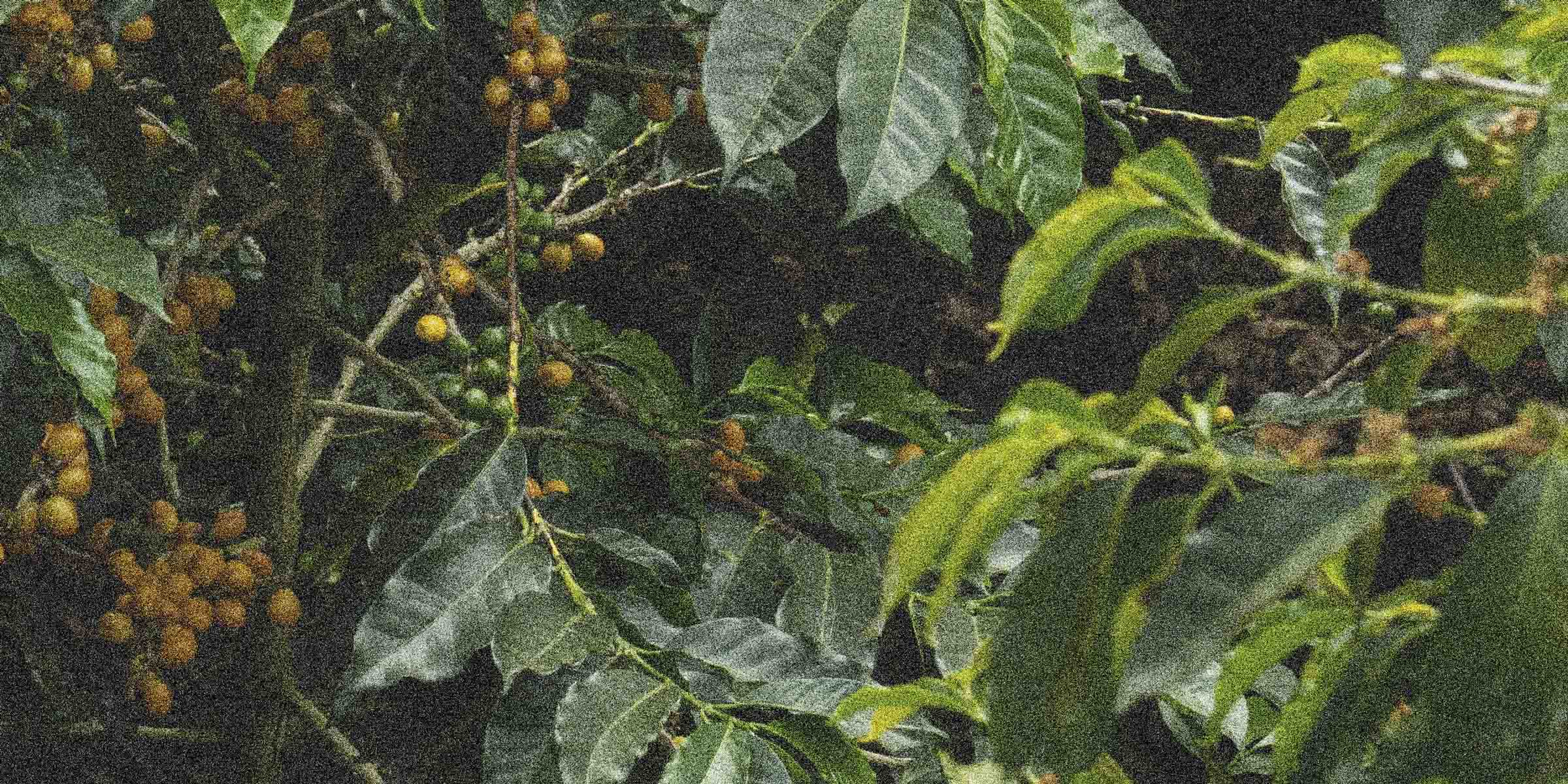 Specialty coffee plant of the yellow bourbon variety