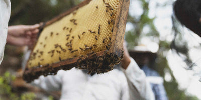 Person holding a honeycomb with bees