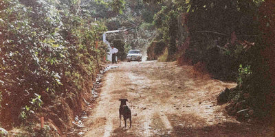 Dog walking on a dirt road with a pickup truck in the distance, surrounded by trees