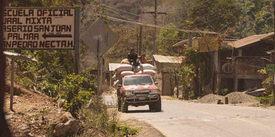 Coffee farmers transporting coffee beans on a pickup truck in Huehuetanango