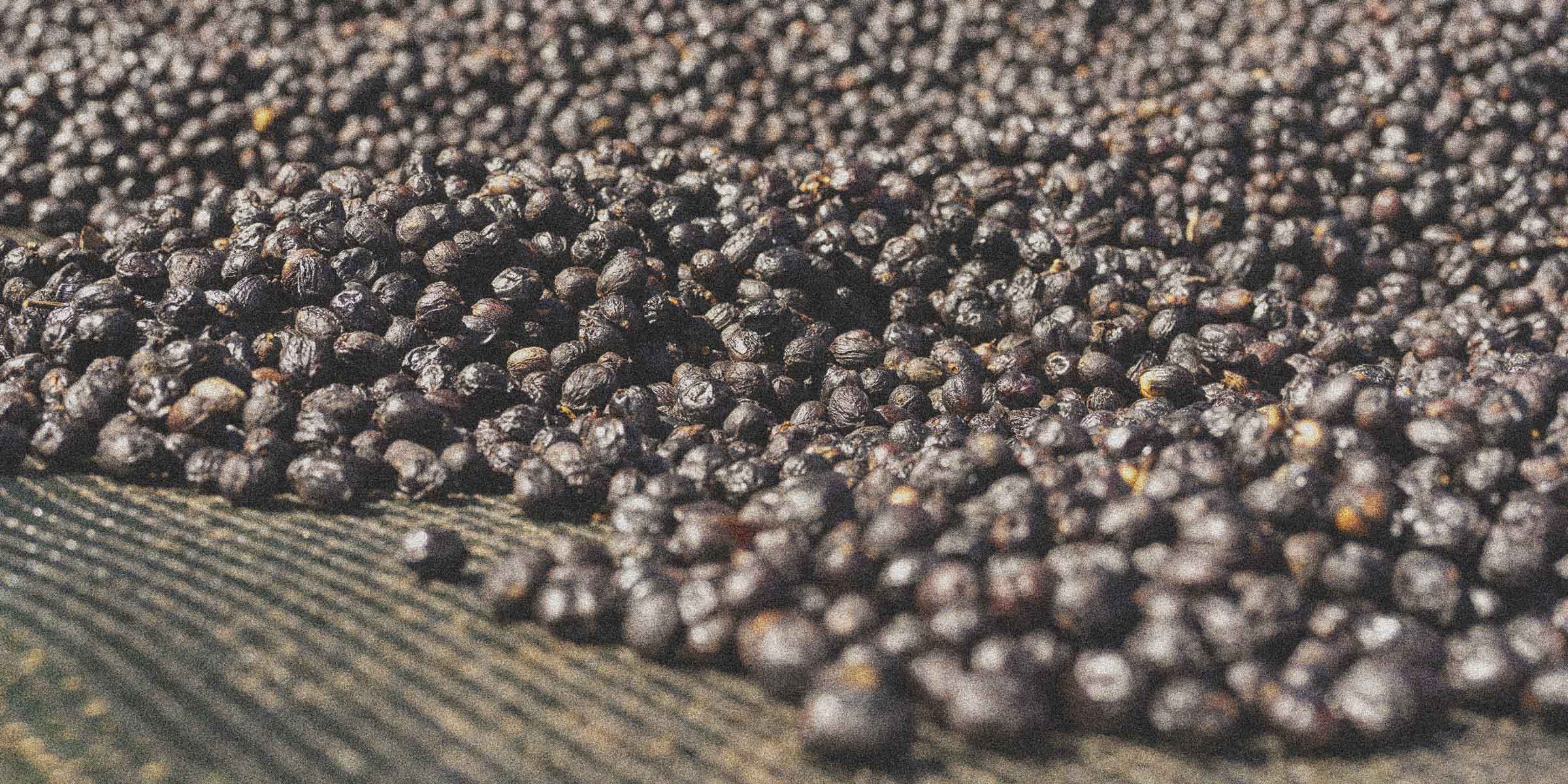 Coffee cherries drying on a drying bed in the natural process