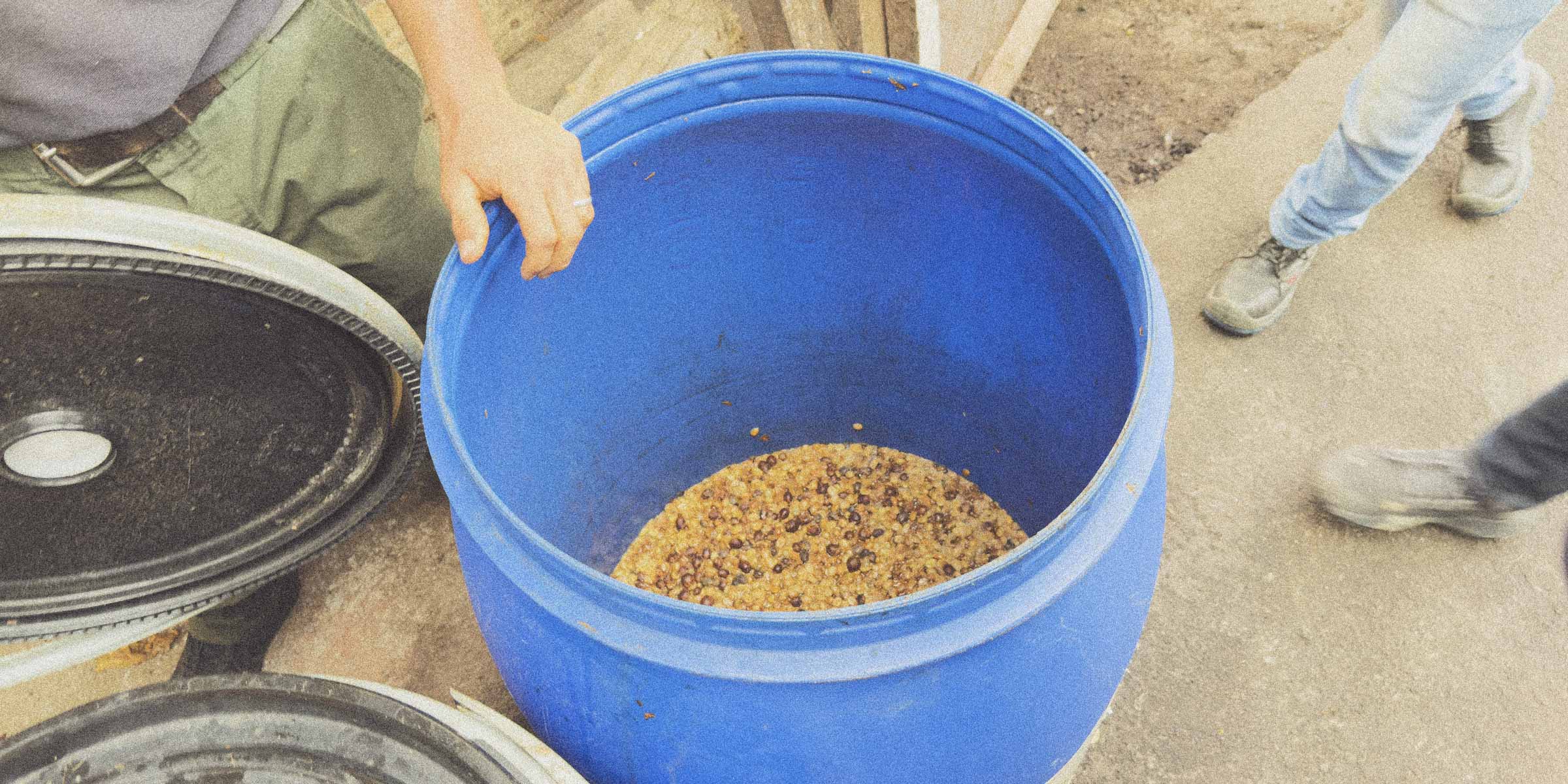 Specialty coffee fermenting in a bucket