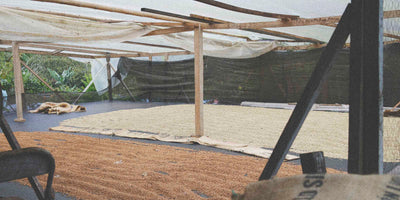 Drying coffee beans under a roof with tropical trees in the background