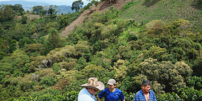 Coffee farmers standing together in a coffee farm
