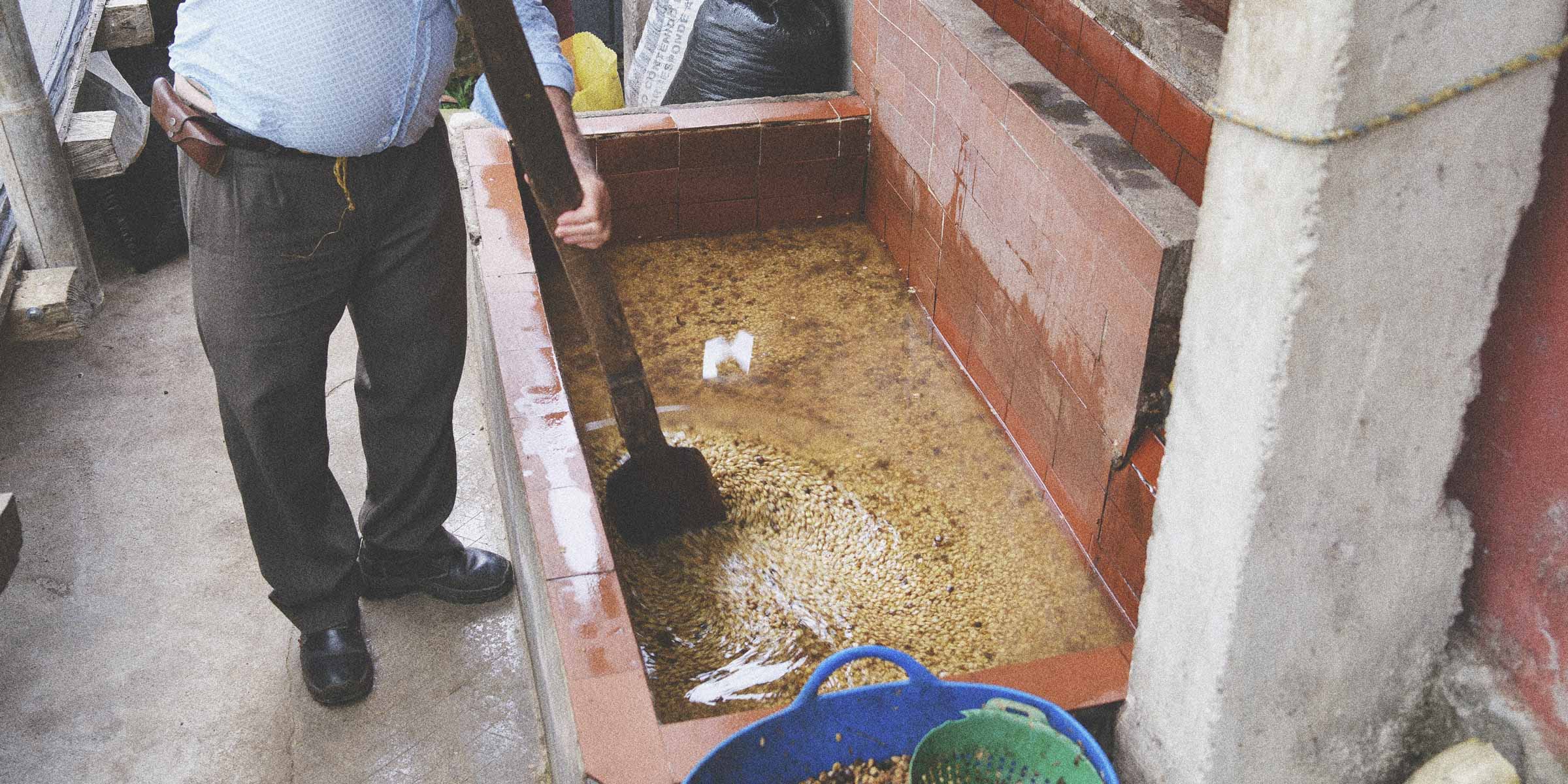 Coffee producer agitating coffee seeds during the washed process