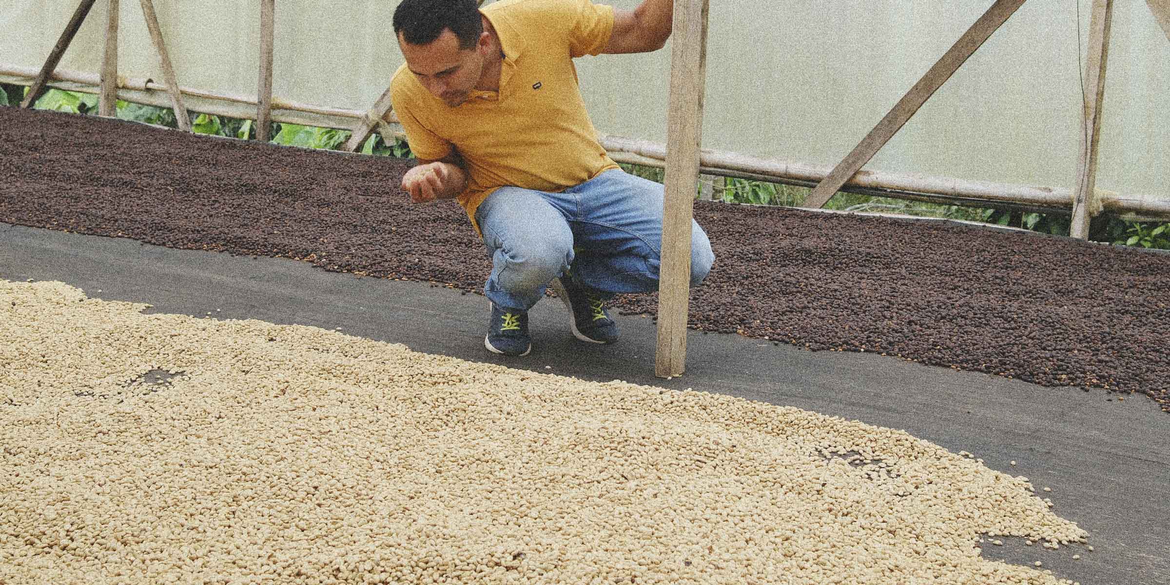 Lisandro assessing drying coffee on a drying bed