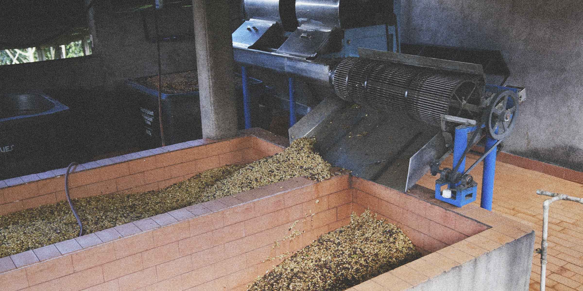 Mechanical device processing coffee in a coffee farm