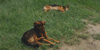 Two dogs on a grassy field with one lying down and the other sitting.