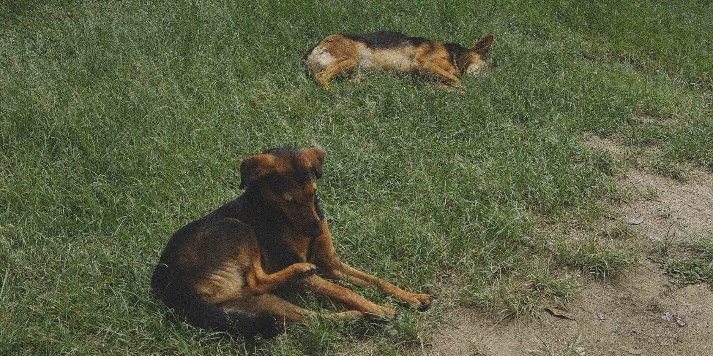 Two dogs on a grassy field with one lying down and the other sitting.