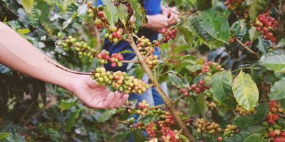 Unripe coffee cherries on a coffee arabica tree