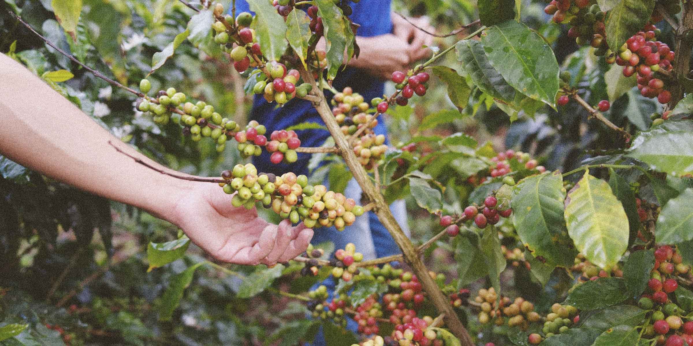 Unripe coffee cherries on a coffee arabica tree