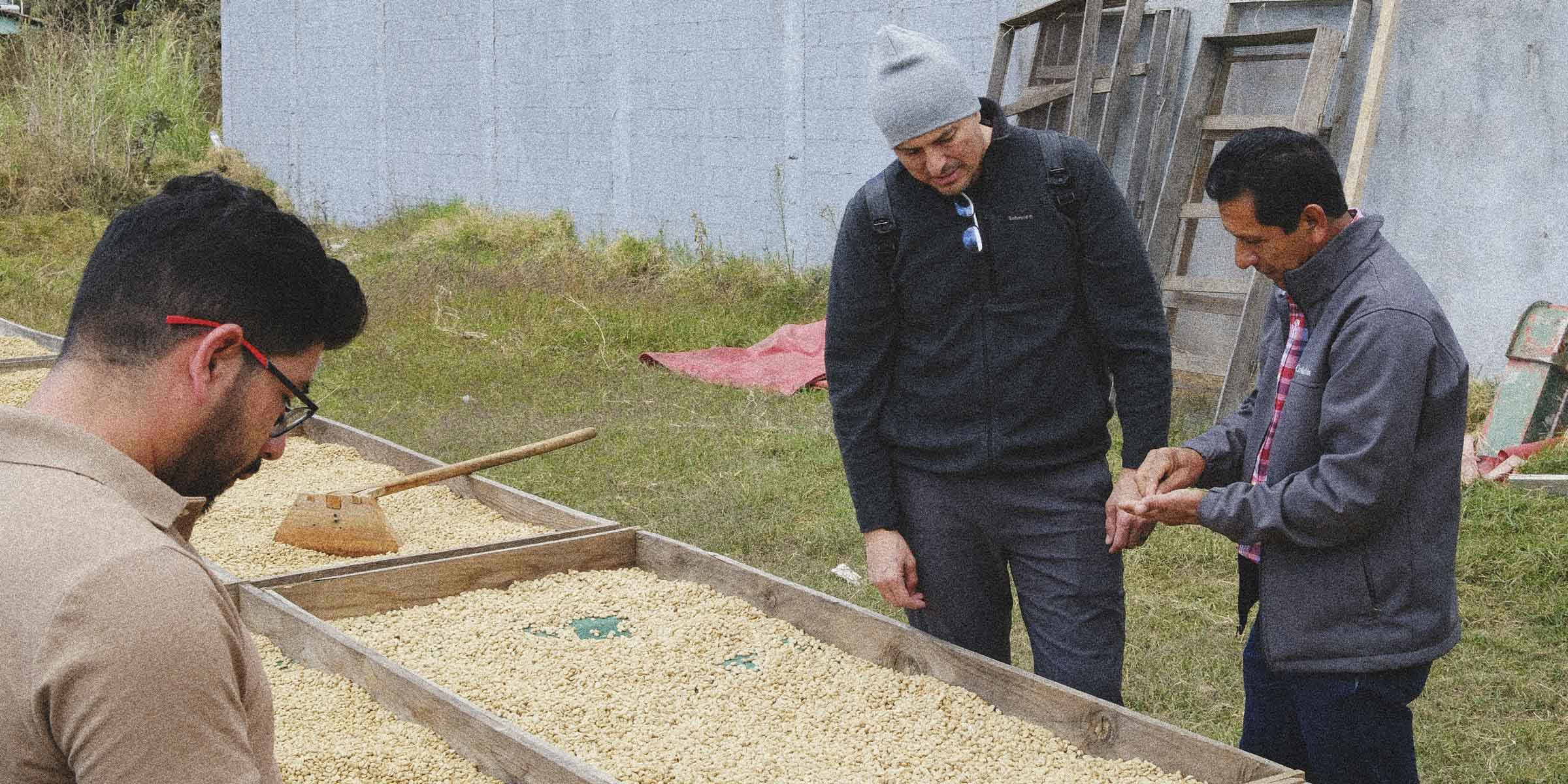 Coffee farmers assessing specialty coffee on drying beds in Guatemala
