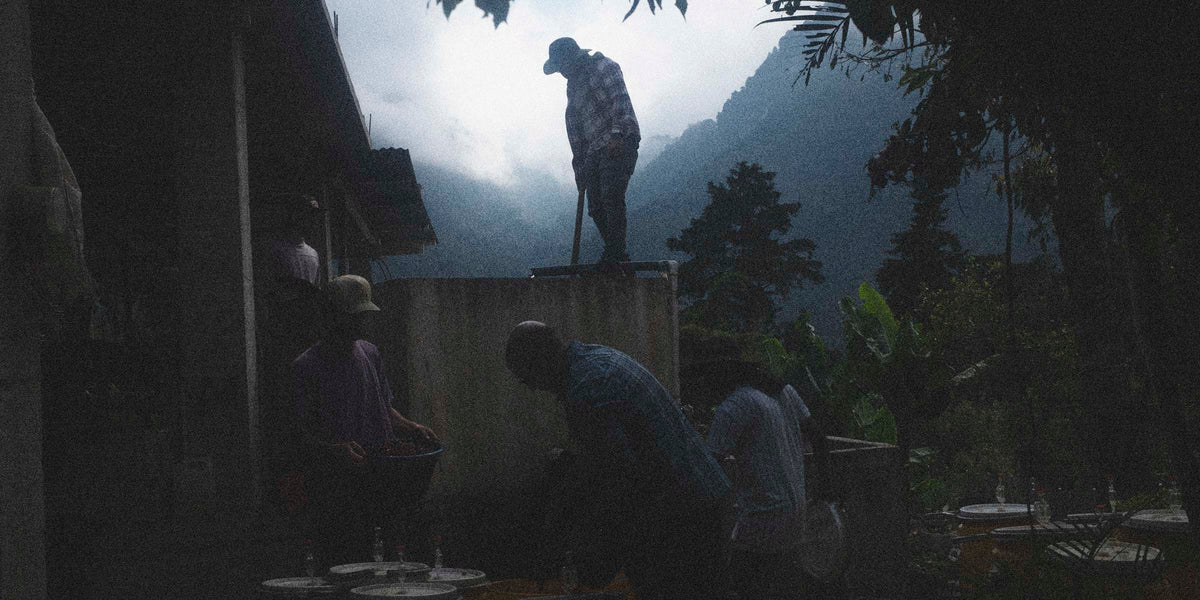 Silhouette of a person standing on a platform with others gathered below in a specialty coffee farm