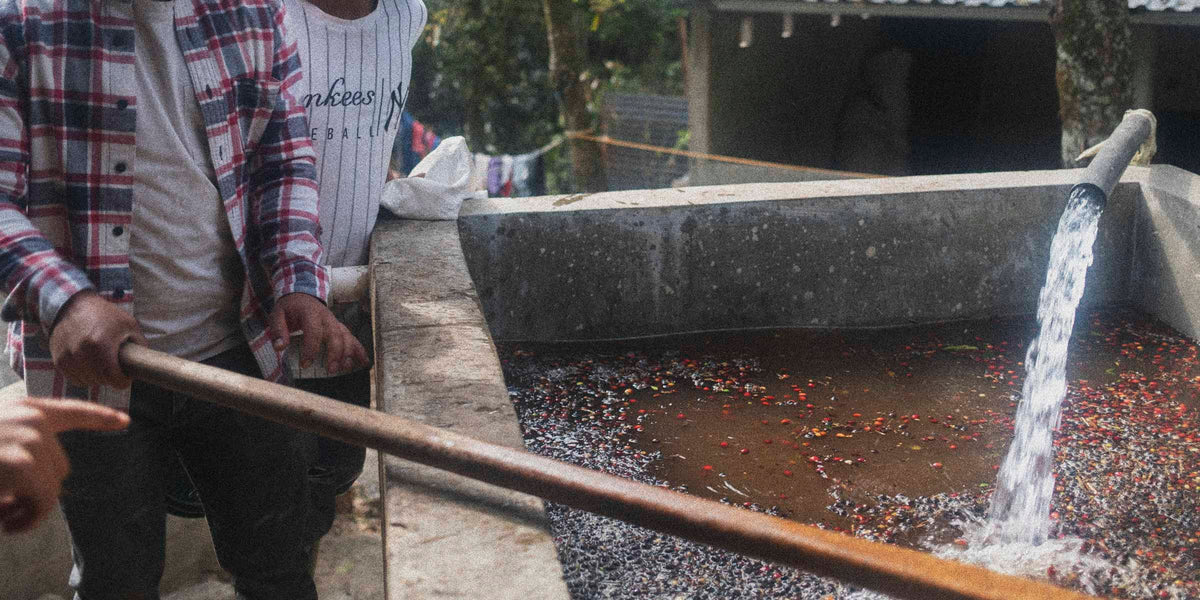 Person using a long stick to agitate coffee beans in a large stone trough with water.