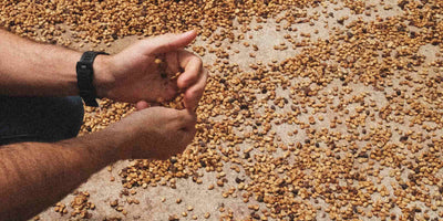 Minor Jimenez holding coffee that is drying 