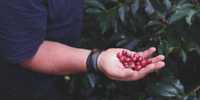Ivan Solis holding freshly picked coffee cherries