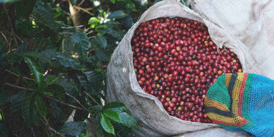 Specialty coffee cherries in a jute bag on a farm