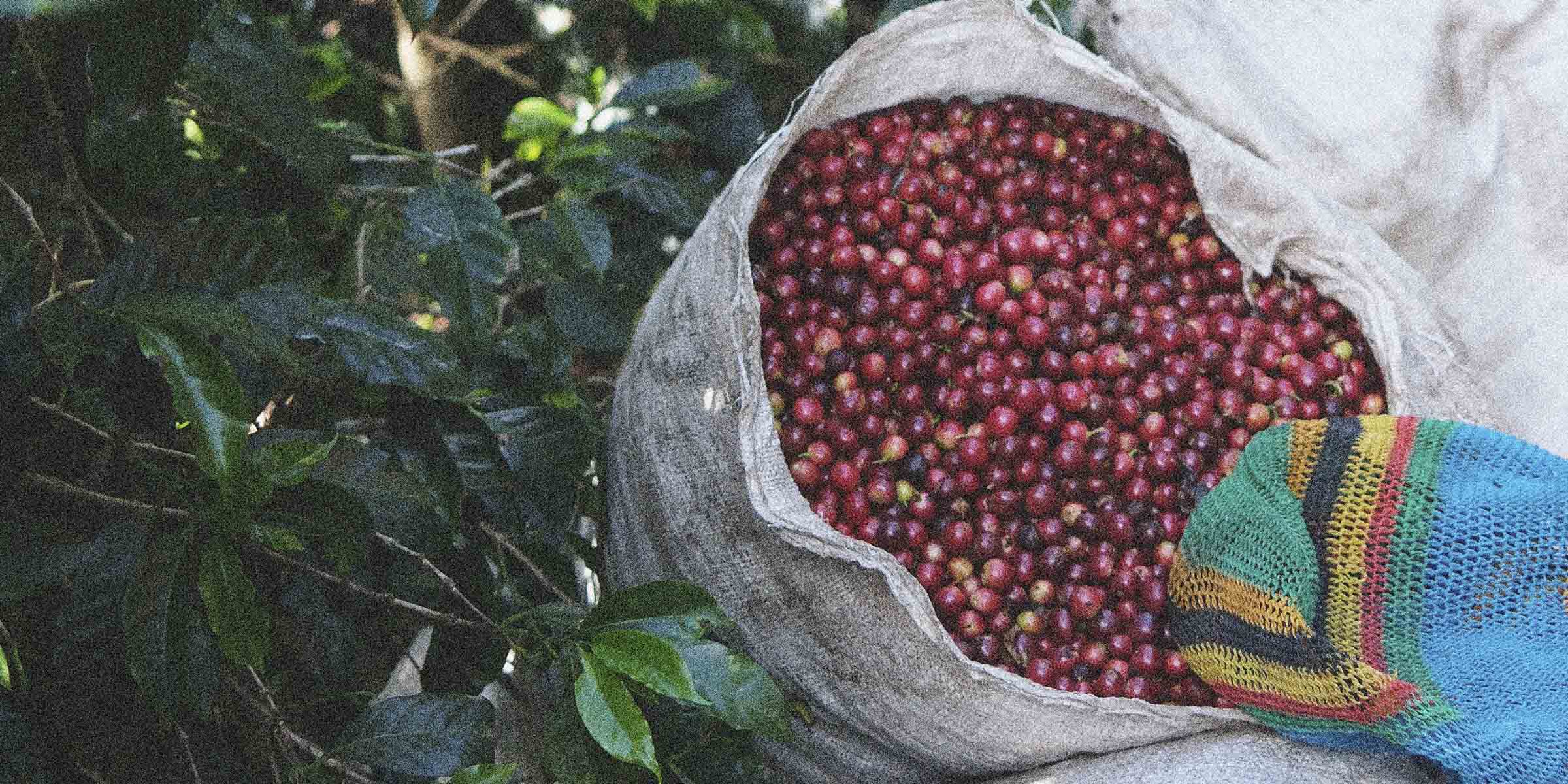 Specialty coffee cherries in a jute bag on a farm