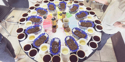 Specialty coffee cupping table from La Aurora Mill