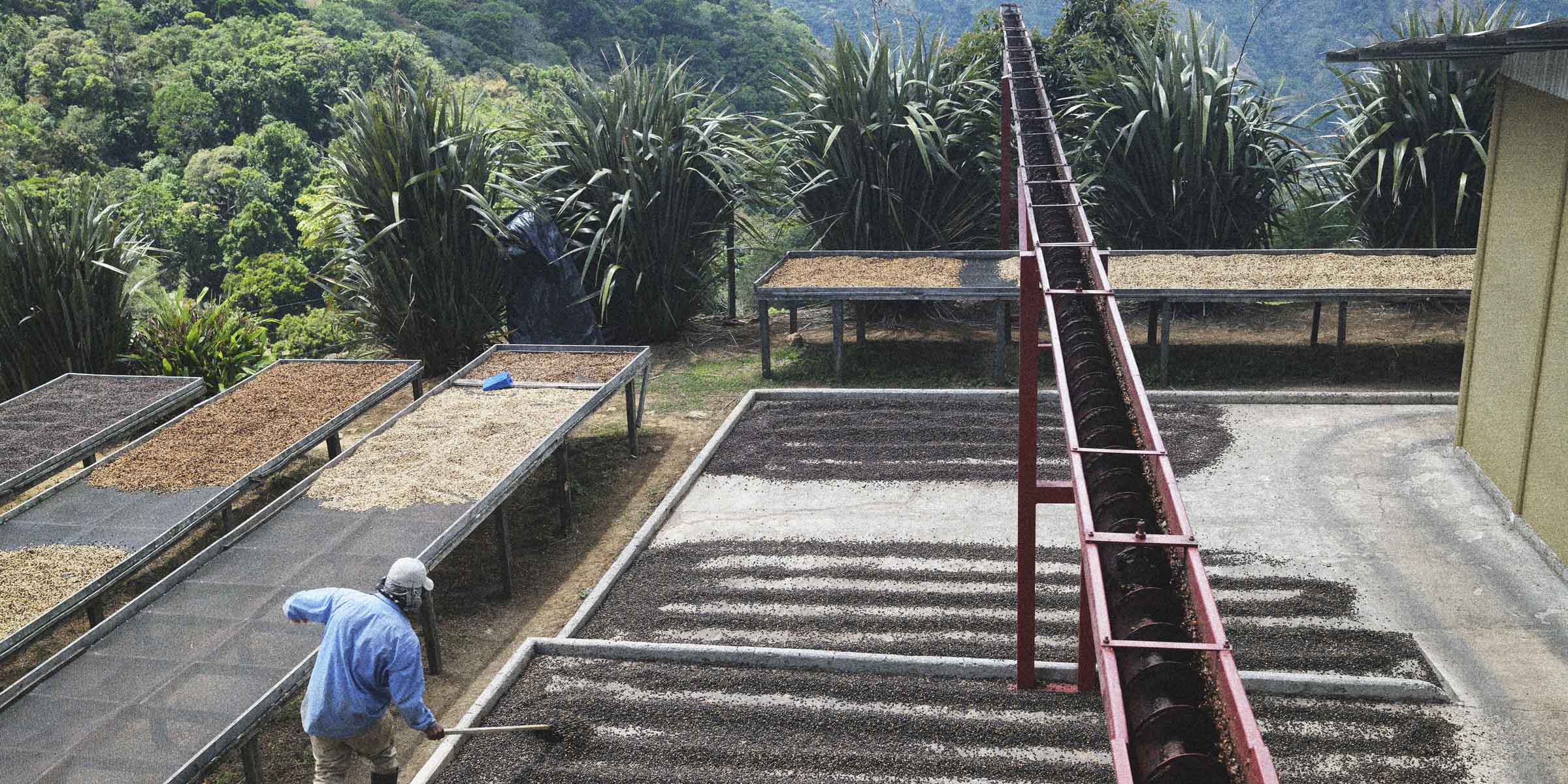 Workers processing coffee beans on outdoor drying beds with a scenic background