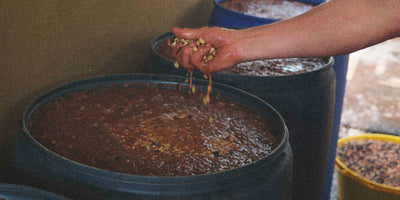 Farmer holding fermenting coffee beans