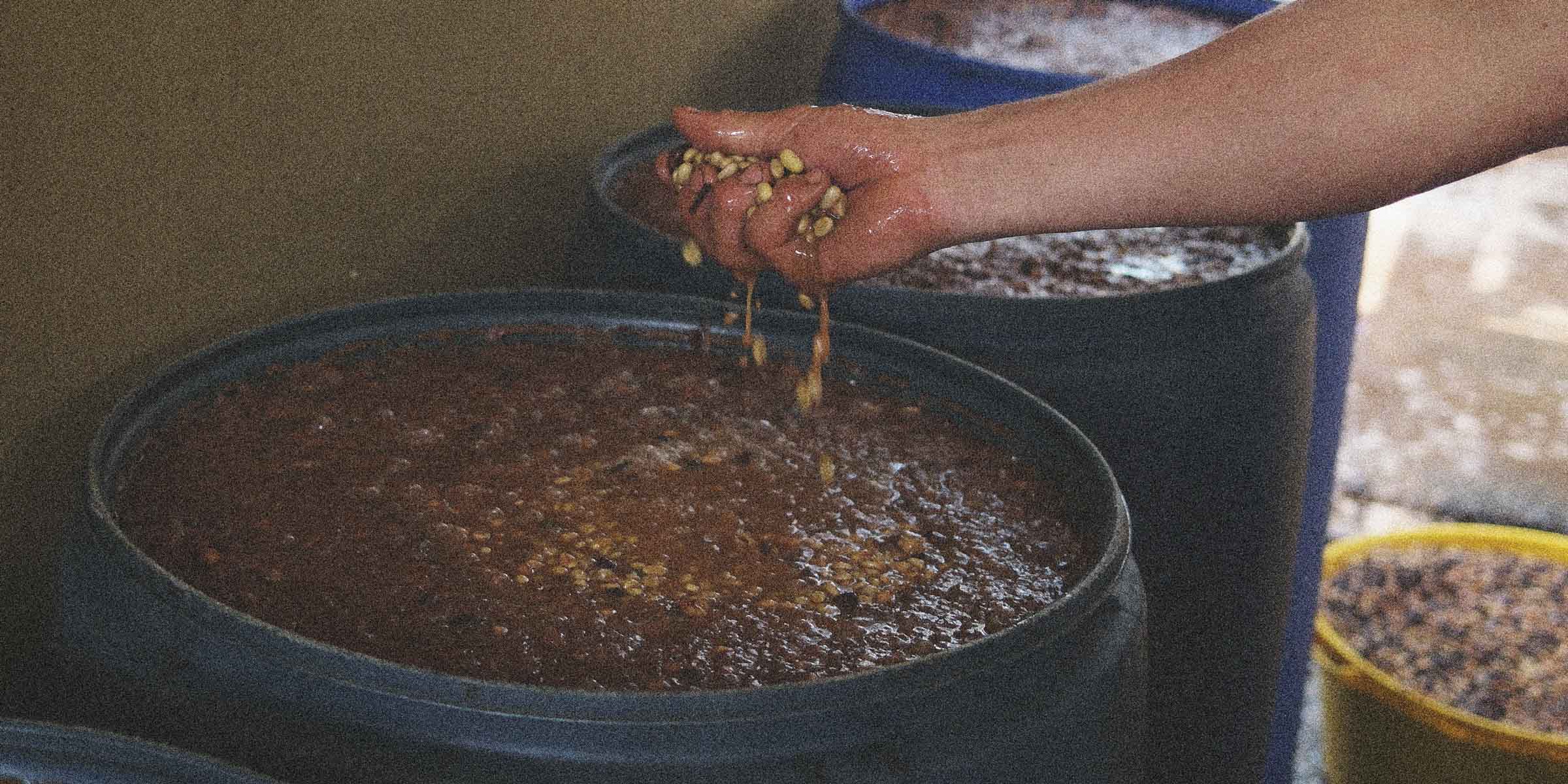 Farmer holding fermenting coffee beans