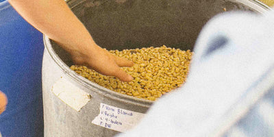 Geisha coffee beans fermenting in a barrel 
