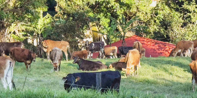 Cows grazing in a grassy field with trees in the background in Costa Rica