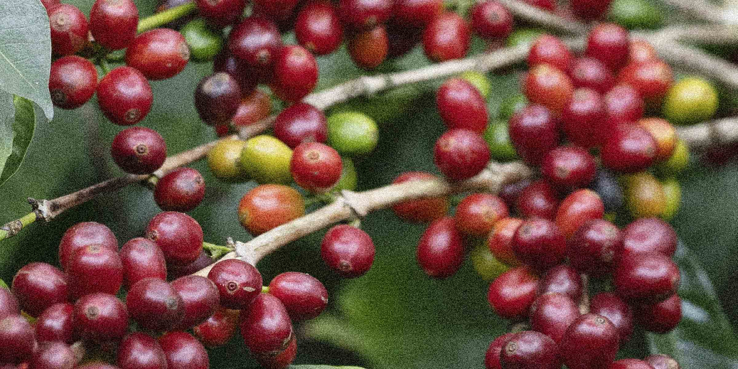 Ripe Specialty coffee cherries on an arabica tree