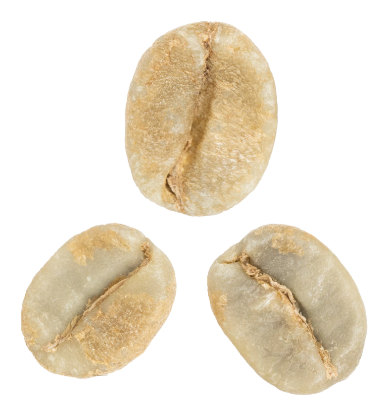 catuai coffee variety green coffee beans
