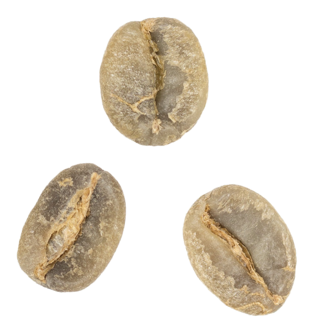 coffee variety guide sl 28 coffee variety green coffee beans