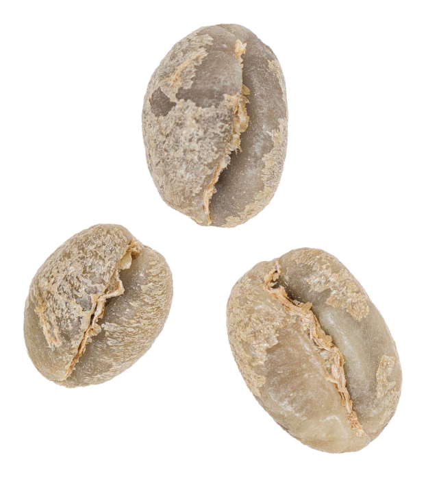peaberry coffee variety green coffee beans