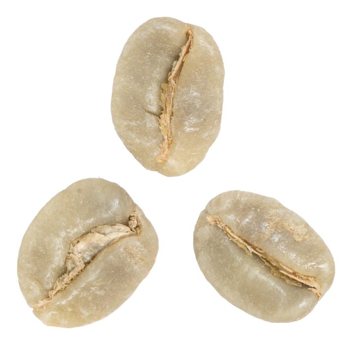 sidra coffee variety green coffee beans