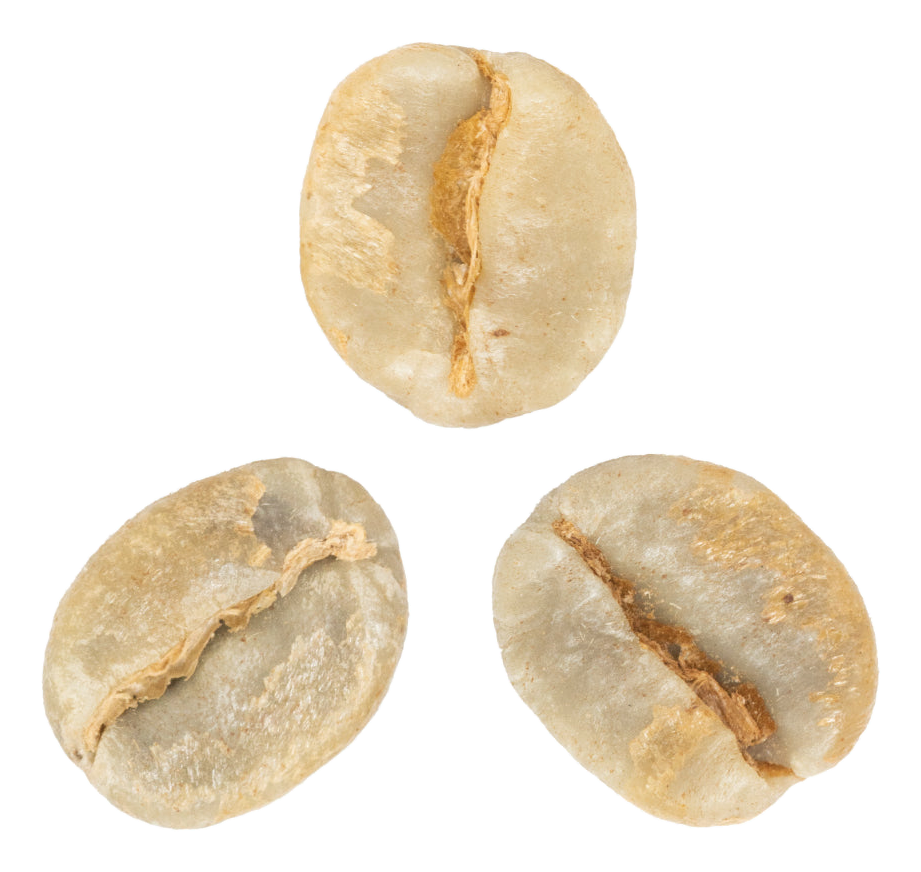villa sarchi coffee variety green coffee beans